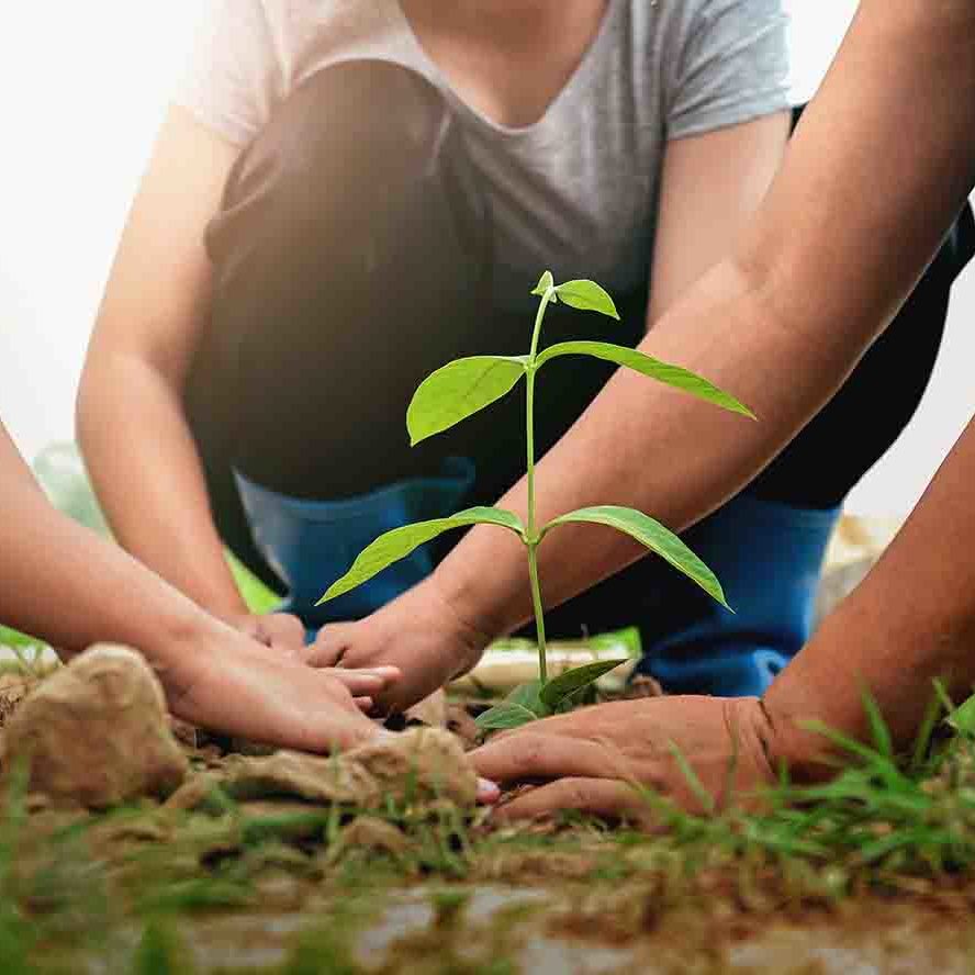 people helping planting tree in nature for save earth.