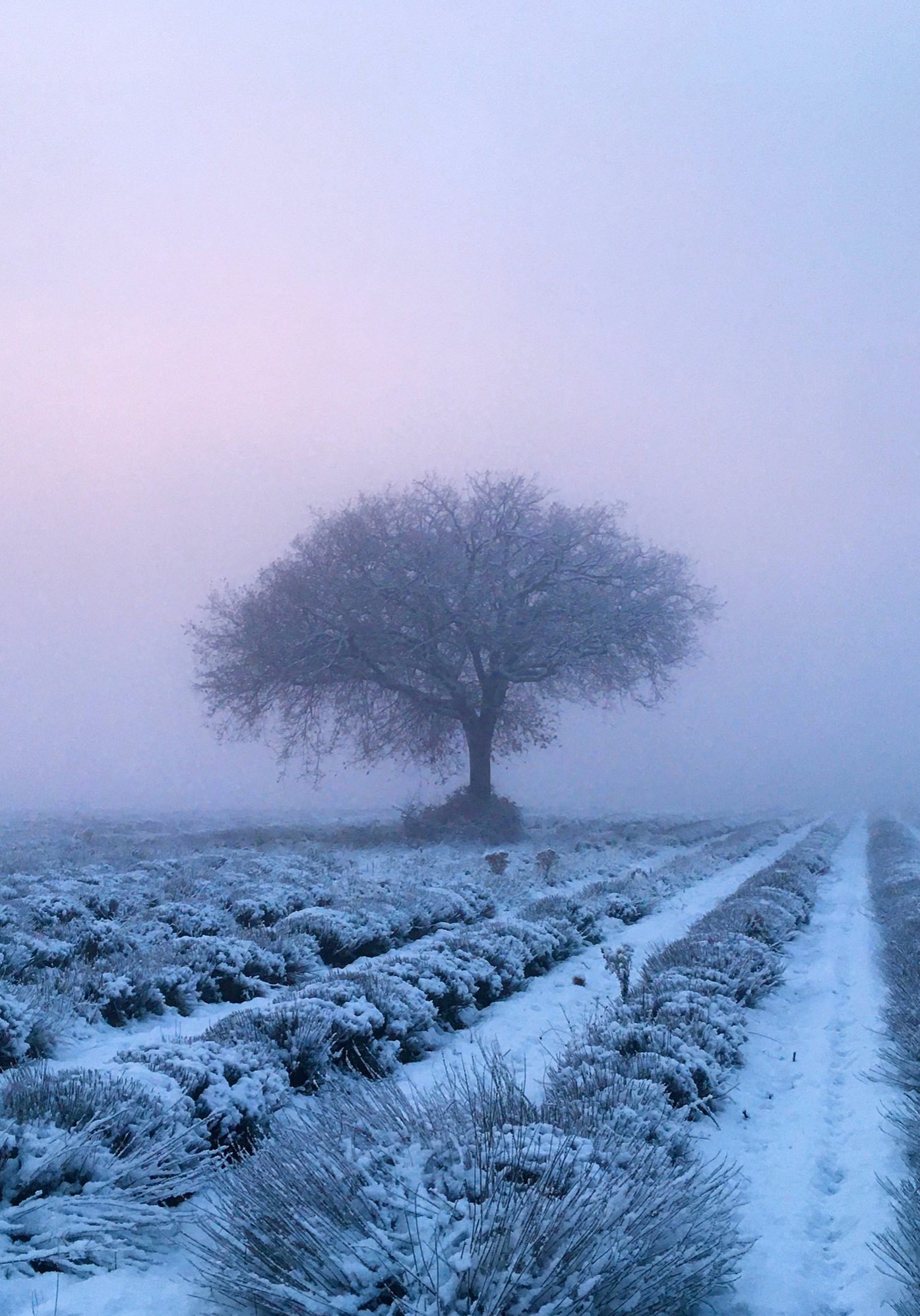 lavande-hiver