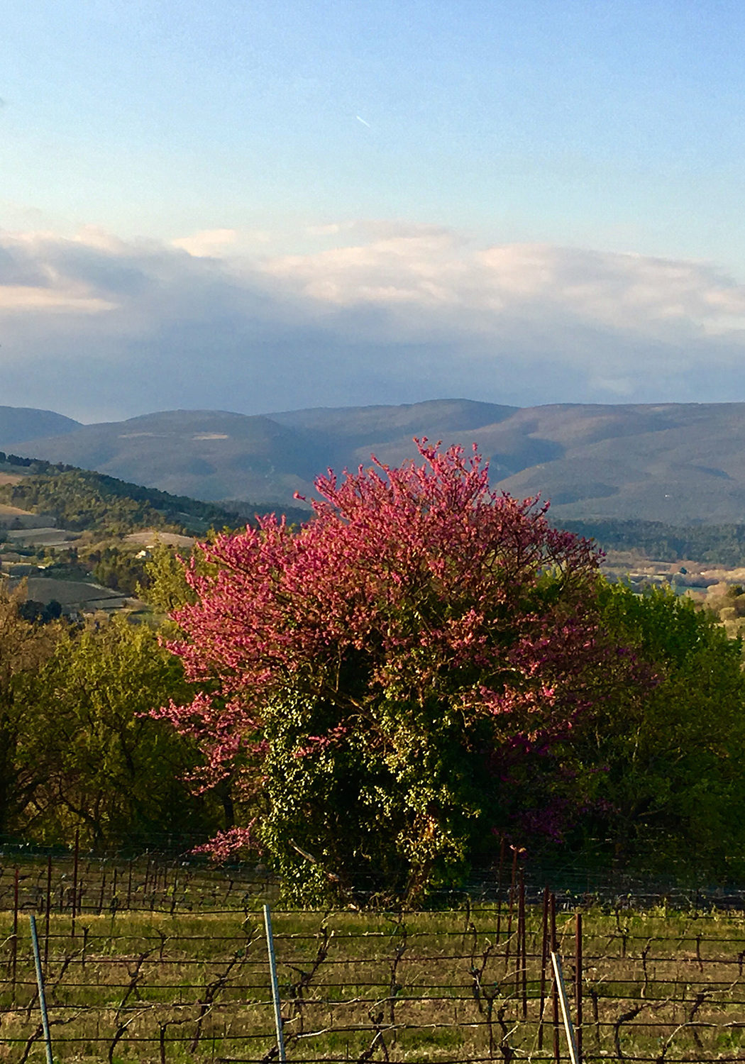 monts de vaucluse et arbre de judée